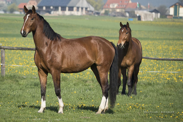 Ariane B  04.2019