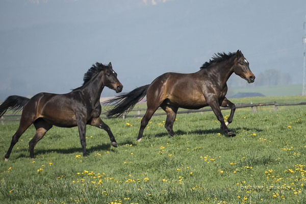 Penelope-B   24.04.2019  mit Ihrer Mutter Pirola-B