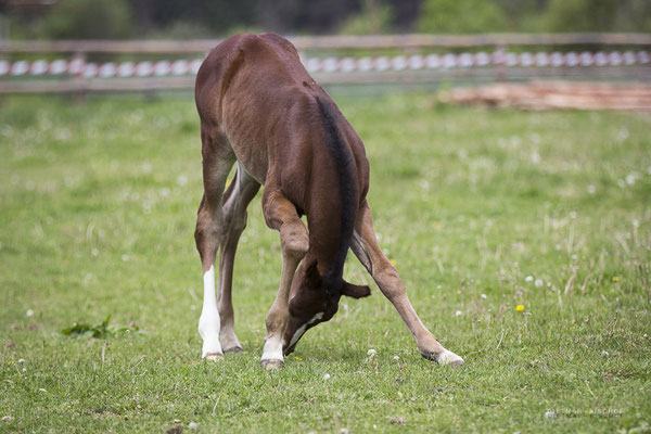 Ares als Fohlen 2016