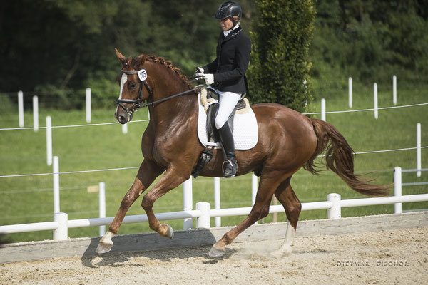 Belfast-B beim Reitpferdechampionat Juli 2019 - 3.Platz mit einer von Wertnote 8,02