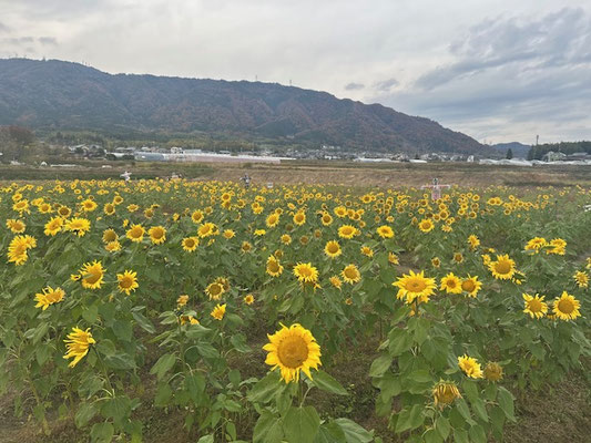 え⁉今頃ひまわり大原野 2025 - なんやかんや大原野
