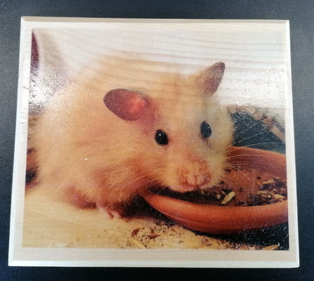 Hamster beim Fressen 