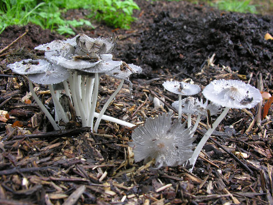 Kohlentintling, Coprinus angulatus, kein Speisepilz