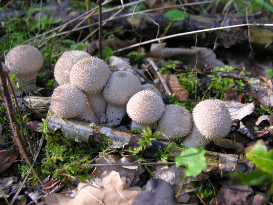 Flaschenstäubling, Lycoperdon perlatum, jung essbar