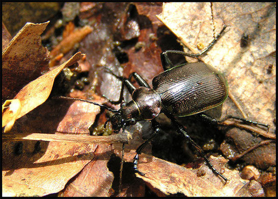 Kleiner Puppenräuber - Calosoma inquisitor - lesser searcher beetle / caterpillar-hunter