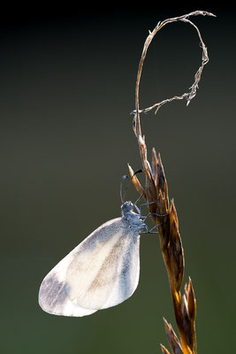 Tintenfleck-Weißling - Leptidea sinapis agg. - wood white
