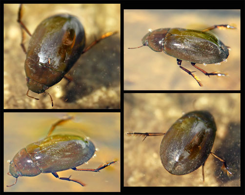 Hydrochara caraboides - Kleiner Kolbenwasserkäfer - lesser silver water beetle