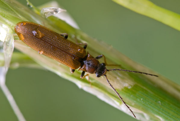 Denticollis linearis (ein Schnellkäfer / click beetle)