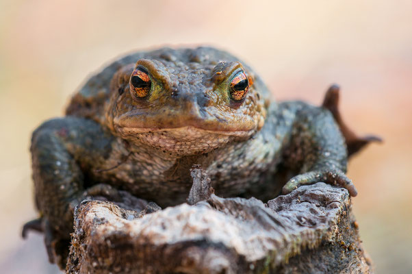 Erdkröte - Bufo bufo - common toad