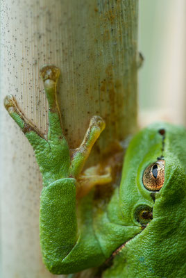 Laubfrosch - Hyla arborea - european tree frog