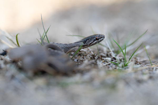 Schlingnatter - Coronella austriaca - smooth snake