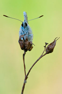 Hauhechel-Bläuling - Polyommatus icarus - Common blue