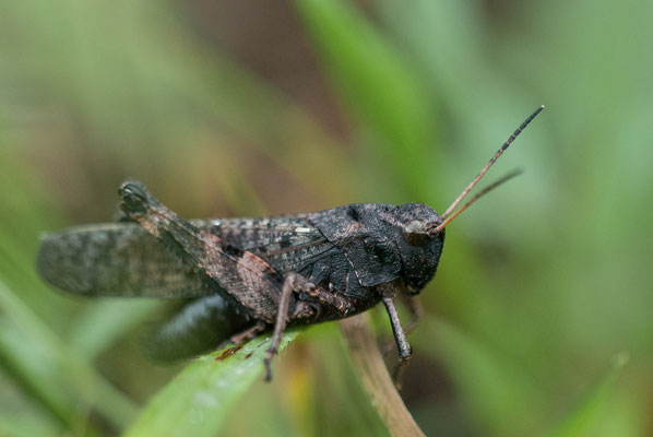 Rotflüglige Schnarrschrecke - Psophus stridulus - rattle grasshopper