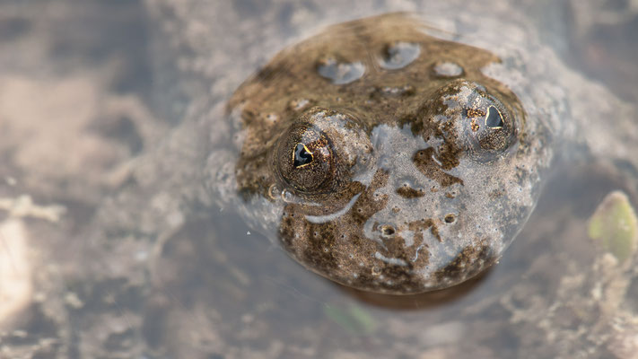 Gelbbauchunke - Bombina variegata - yellow-bellied toad