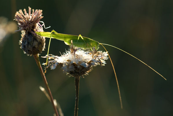Gemeine Sichelschrecke - Phaneroptera falcata - Sickle-bearing Bush-cricket