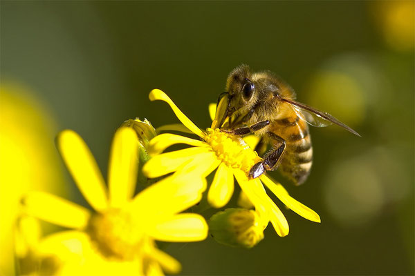 Westliche Honigbiene - Apis mellifera - western honey bee