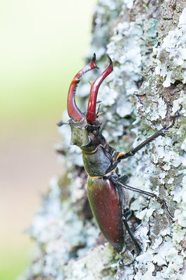 Hirschkäfer - Lucanus cervus - stag beetle