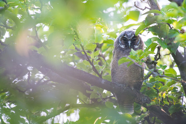 Waldohreule - Asio otus - long-eared owl