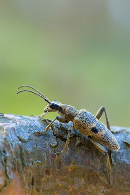 Schwarzfleckiger Zangenbock - Rhagium mordax - blackspotted pliers support beetle