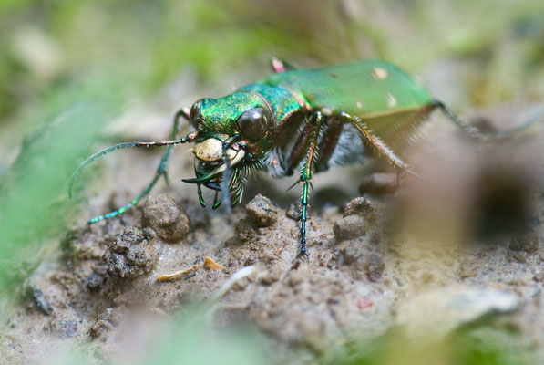 Feld-Sandlaufkäfer - Cicindela campestris - green tiger beetle