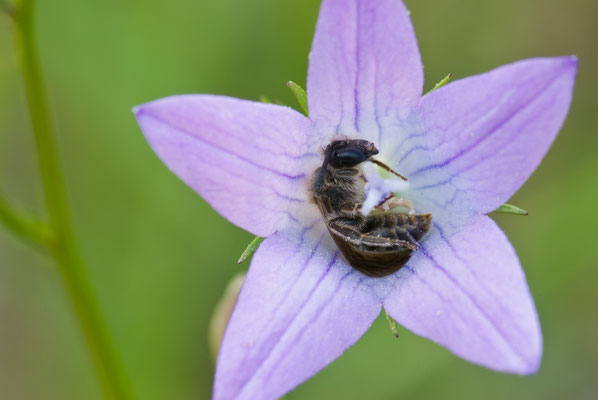 Sandbiene  - Andrena sp. - mining bee