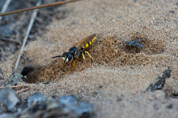 Bienenwolf mit Parasit (Metopia argyrocephala) im Schlepptau