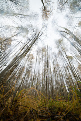 mysti birch forest