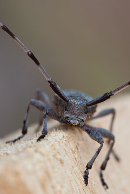 Zimmermannsbock - Acanthocinus aedilis - timberman