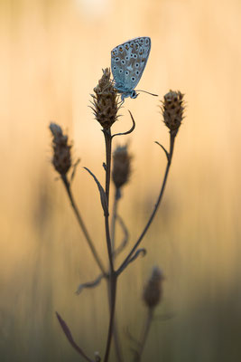 Silbergrüner Bläuling - Polyommatus coridon - chalkhill blue