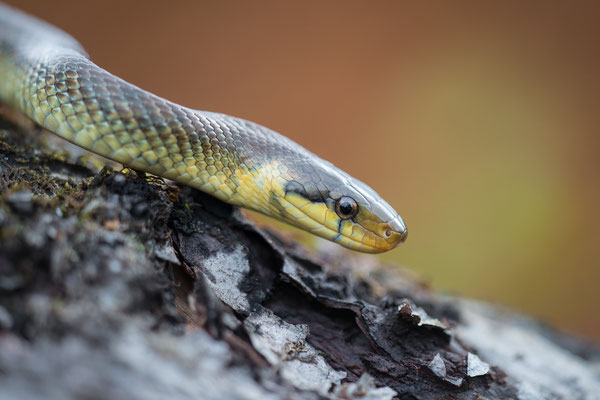 Äskulapnatter - Zamenis longissimus - Aesculapian snake