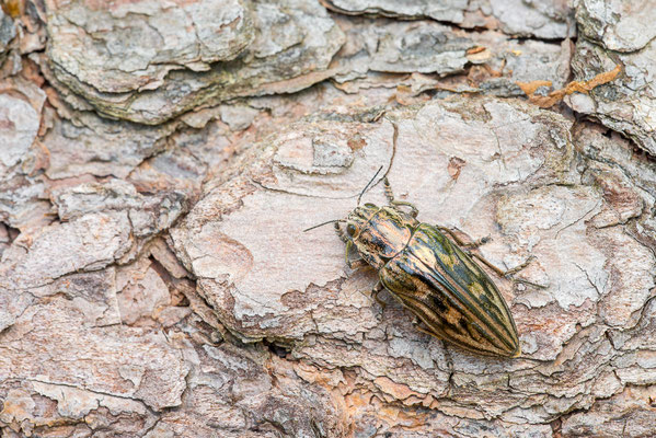 Marienprachtkäfer - Chalcophora mariana - jewel beetle