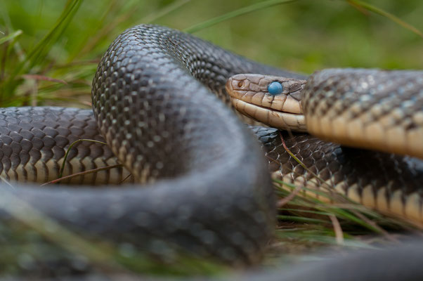 Äskulapnatter - Zamenis longissimus - Aesculapian snake (kurz vor der Häutung)