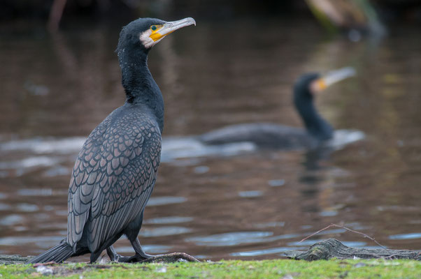 Kormoran - Phalacrocorax carbo - Great cormorant