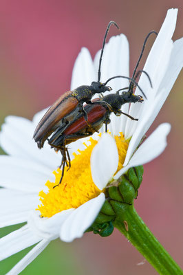 Kleiner Schmalbock - Stenurella melanura - small lepturine beetle