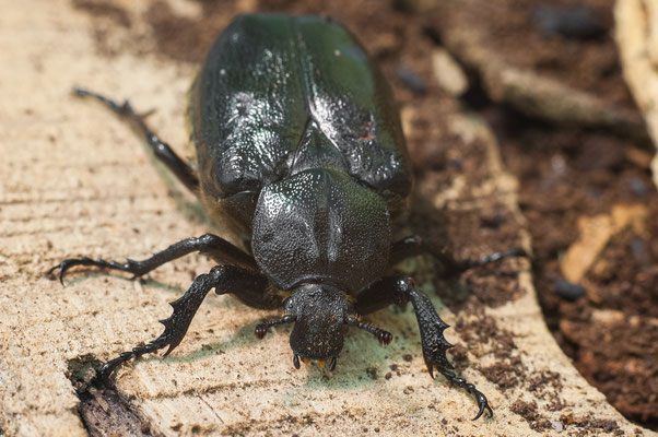 Eremit / Juchtenkäfer - Osmoderma eremita - hermit beetle