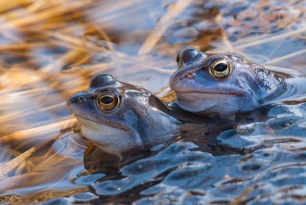 Moorfrosch - Rana arvalis - moor frog