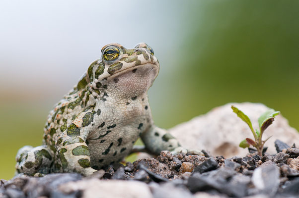  Wechselkröte - Bufotes viridis - European green toad