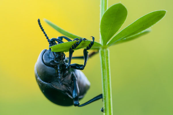 Labkrautkäfer - Timarcha goettingensis - bloody-nosed beetle