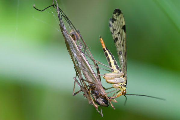 Schnabelfliege - Panorpa hybrida