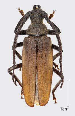 Aegosoma scabricorne (Scopoli, 1763) | Körnerbock (männlich)