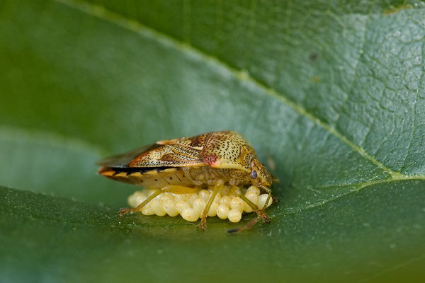 Fleckige Brutwanze - Elasmucha grisea - Parent bug