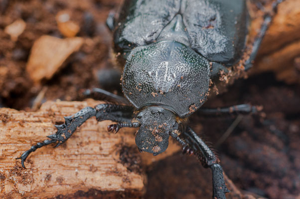 Eremit / Juchtenkäfer - Osmoderma eremita - hermit beetle