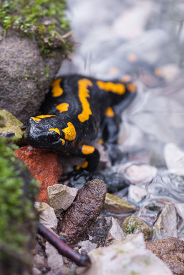 Feuersalamander - Salamandra salamandra - fire salamander