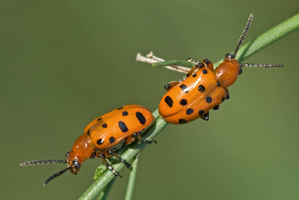 Zwölfpunkt-Spargelkäfer - Crioceris duodecimpunctata - Spotted Asparagus Beetle