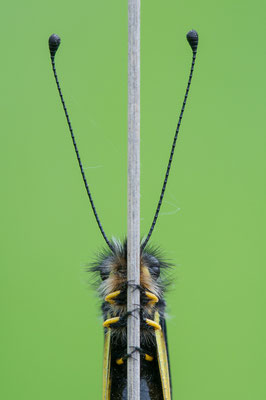 Libellen-Schmetterlingshaft - Libelloides coccajus - Owly Sulphur
