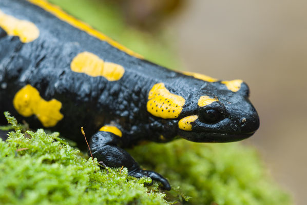 Feuersalamander - Salamandra salamandra - fire salamander