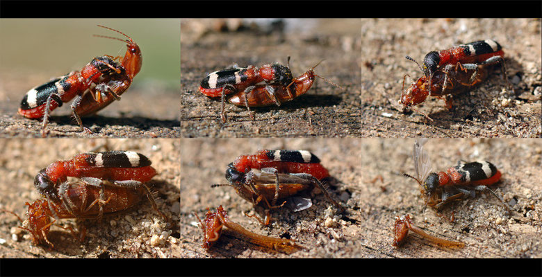 Ameisenbuntkäfer (Thanasimus formicarius) frisst einen Schnellkäfer (Athous sp. cf.) 