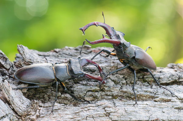Hirschkäfer - Lucanus cervus - stag beetle