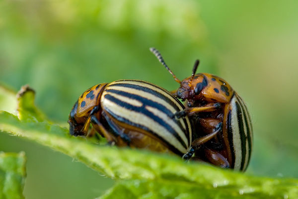 Kartoffelkäfer - Leptinotarsa decemlineata -  Colorado potato beetle