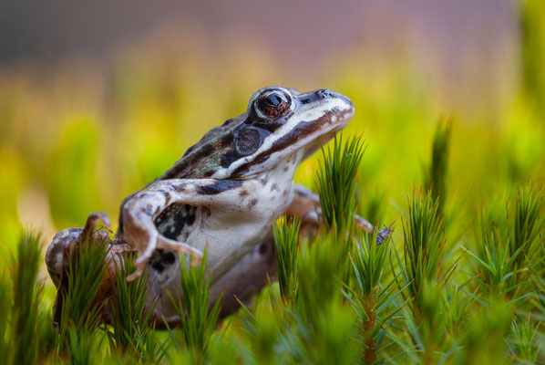 Wasserfrosch - Pelophylax sp. - water frog
